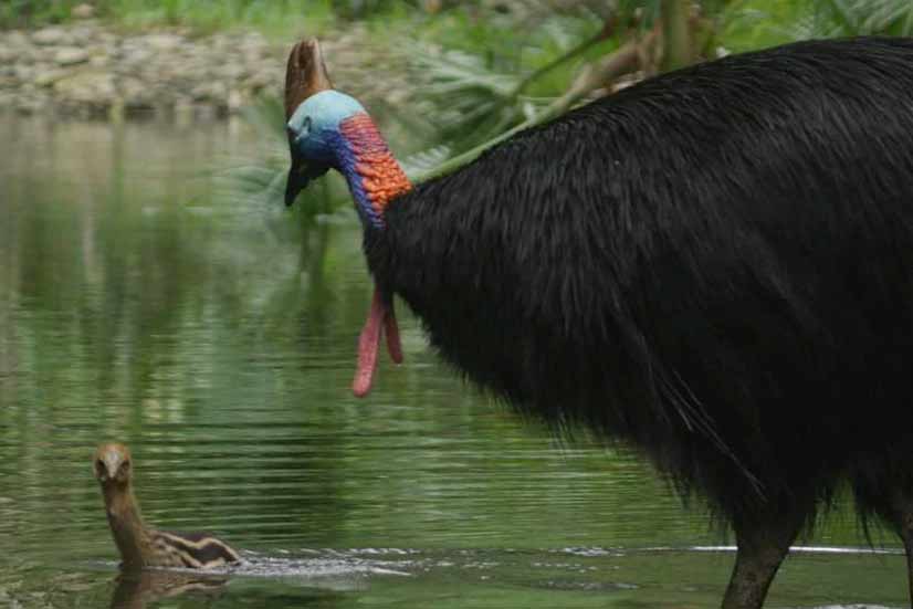 Feral pigs decimating cassowary numbers in world heritage-listed Daintree Rainforest, filmmaker says
