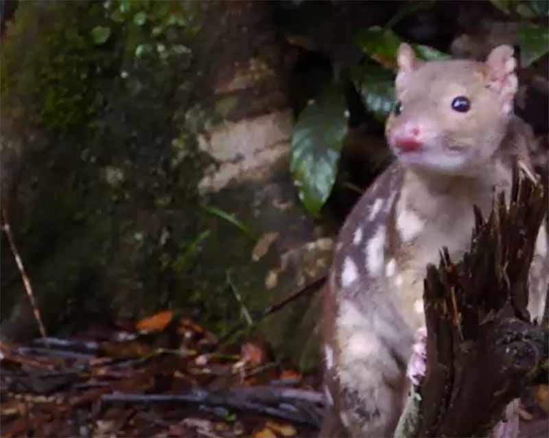spotted Quoll