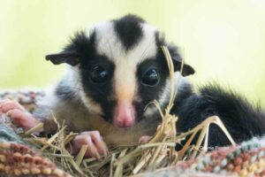 Connie Pinson Baby Striped Possum