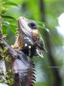 Connie Pinson Boyds Forest Dragon