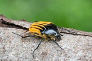 Connie Pinson Chafer Beetle
