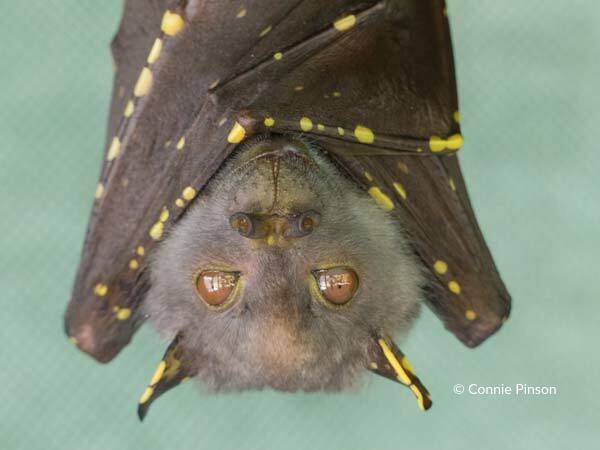 Connie Pinson Eastern Tube Nosed Bat
