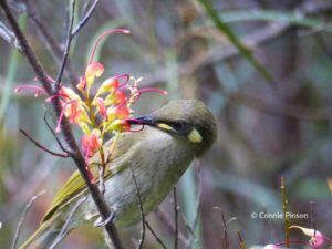 Connie Pinson Graceful Honeyeater