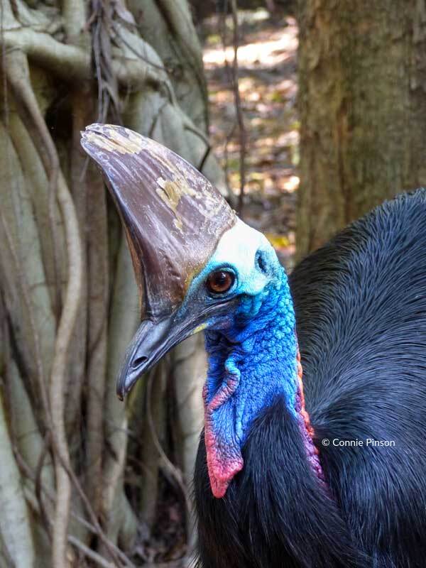 Connie Pinson Southern Cassowary