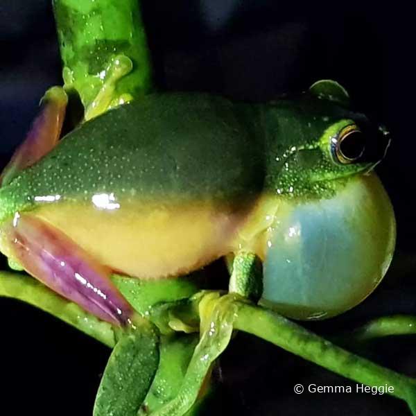 Graceful Tree Frog