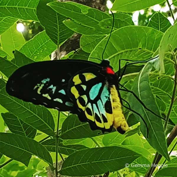 Male Birdwing Butterfly