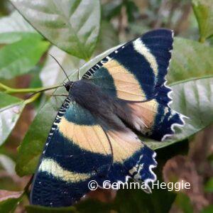 Zodiac Moth