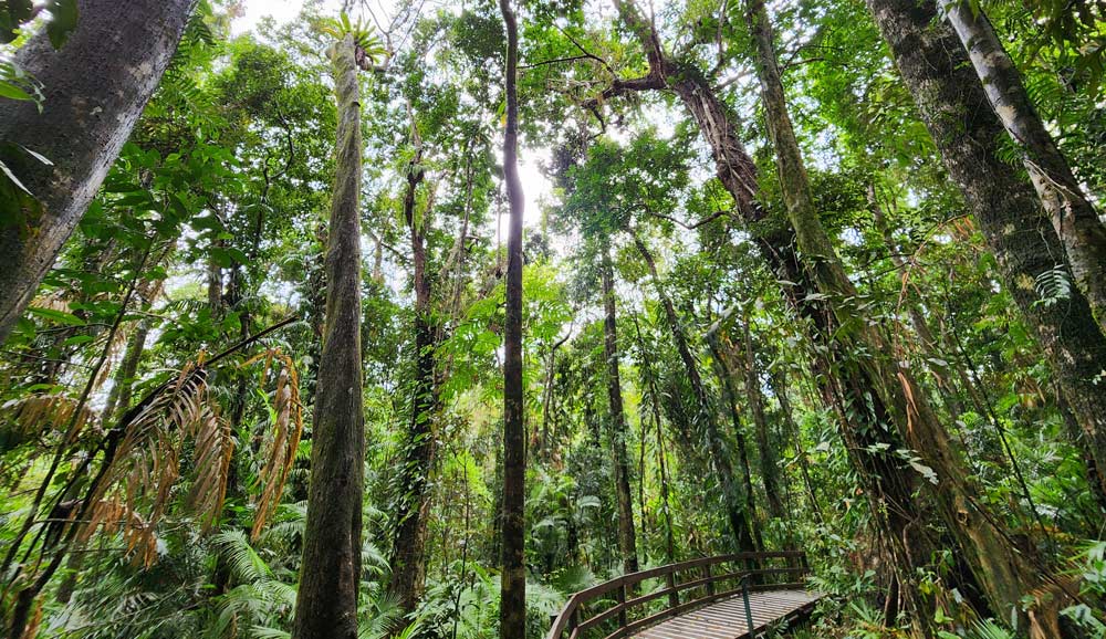Jindalba Boardwalk, Daintree Rainforest
