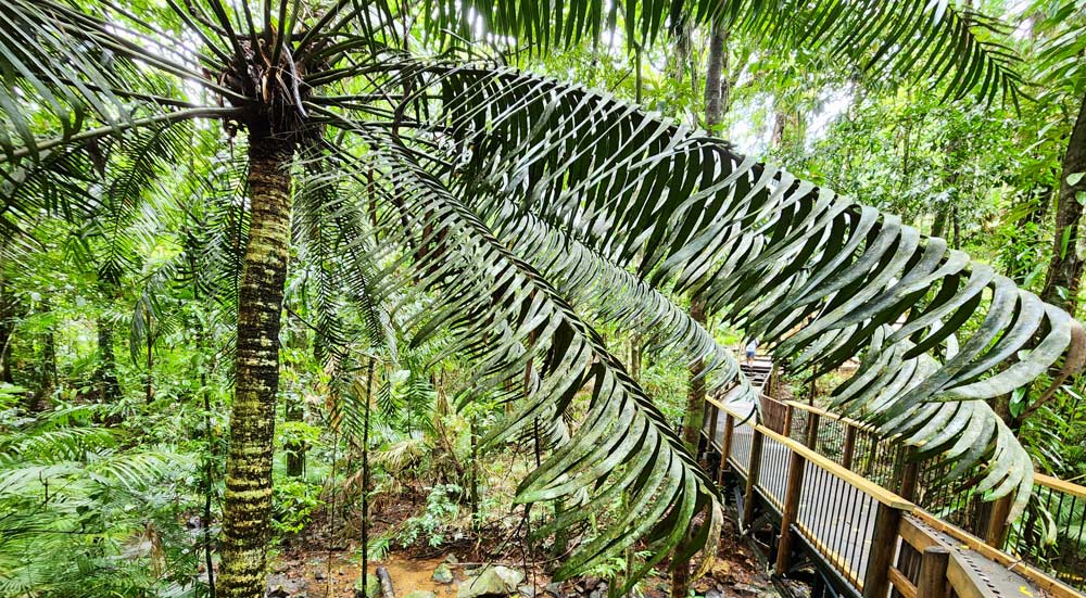 Jindalba Boardwalk, Daintree Rainforest