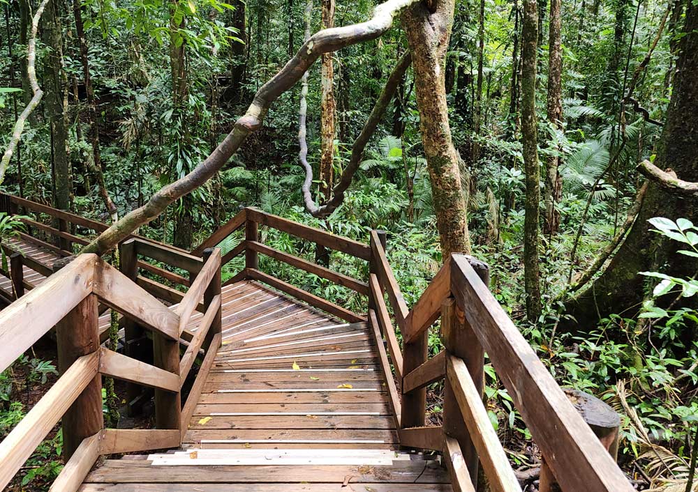 Jindalba Boardwalk Daintree Rainforest