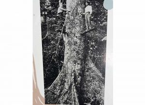 Daintree Early logging