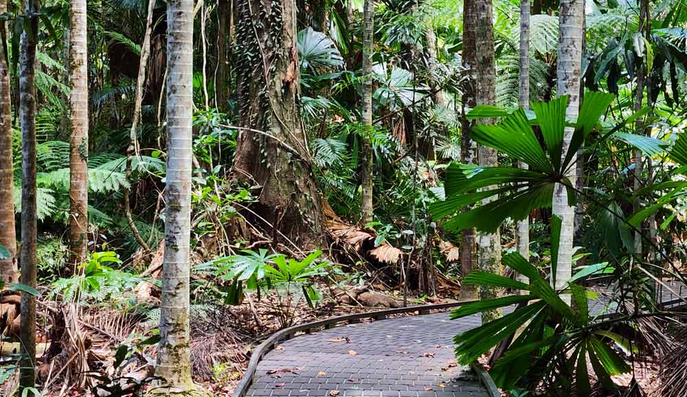 Dubuji Boardwalk in the Daintree Rainforest