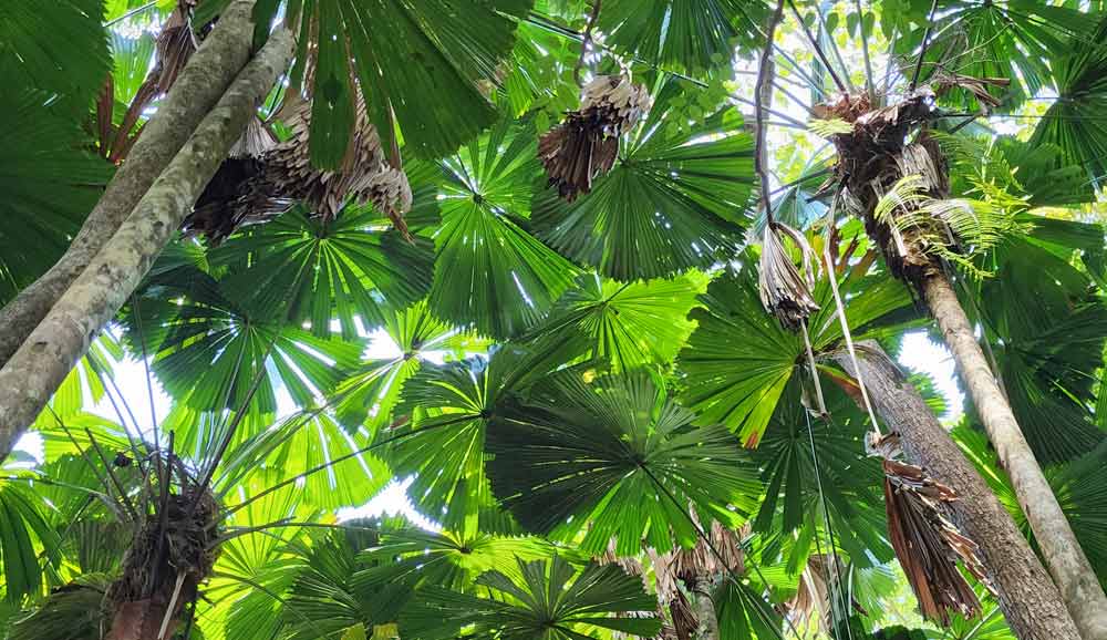 Fan Palm Canopy - Dubaji Boardwalk Daintree