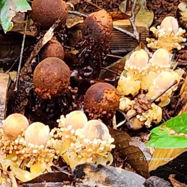 Fungus Root Daintree Rainforest