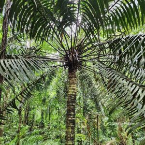 Hopes Cycad Daintree Rainforest