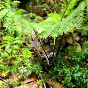 King Fern Daintree Rainforest
