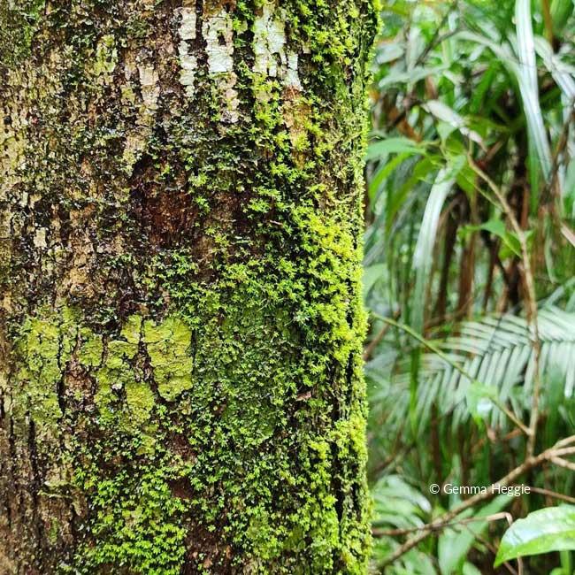 Lichen and Moss Daintree Rainforest