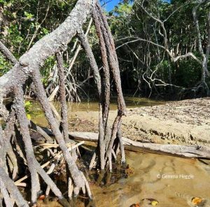 Mangrove Daintree Rainforest