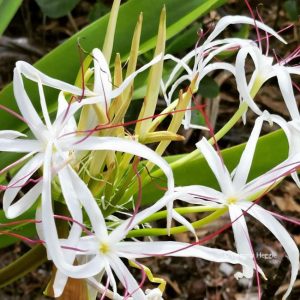 -Swamp Lily Daintree Rainforest