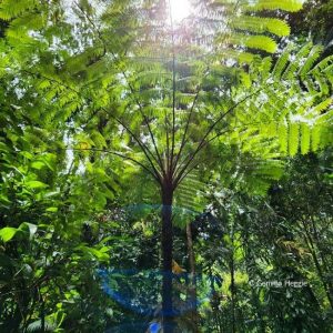 Tree Fern Daintree Rainforest
