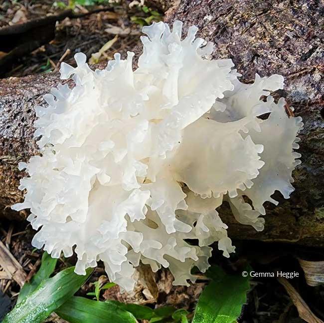 White Snow Fungus Daintree Rainforest
