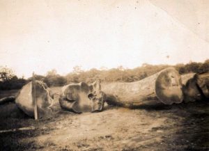 Logs at Cape Trib Mill