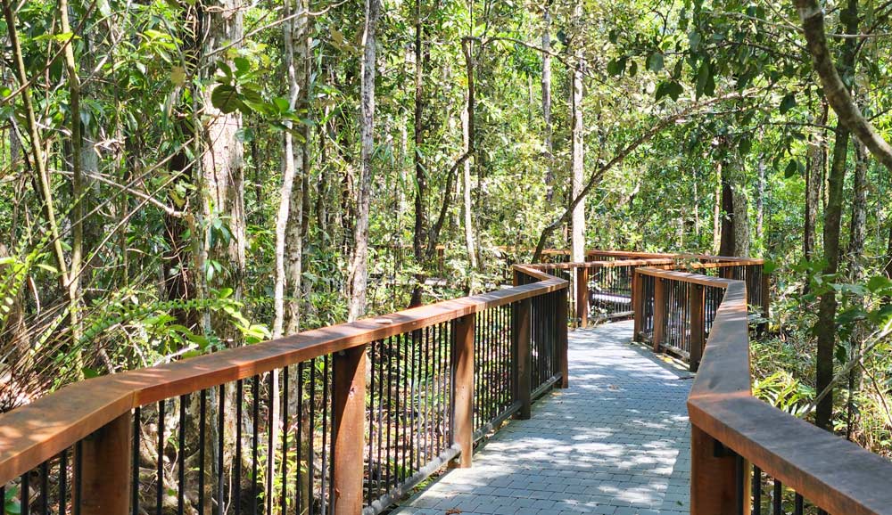 Majda Boardwalk Daintree Rainforest walkst
