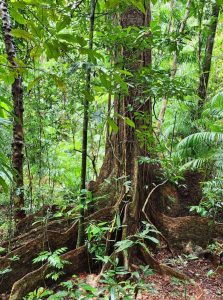 Ancient Daintree Rainforest