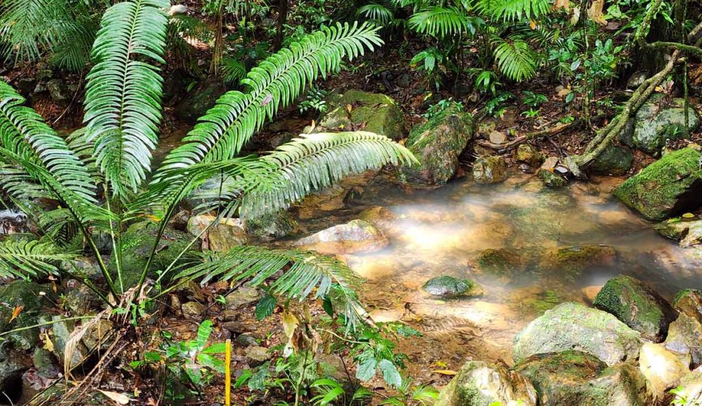 Explore the Daintree Rainforest