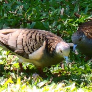 Bar Shouldered Doves