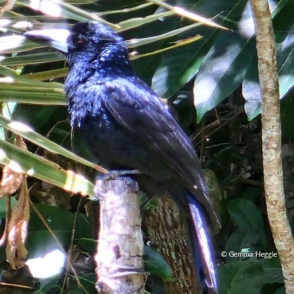 Black Butcher Bird Daintree Rainforest