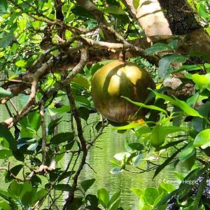 Cannonball Mangrove Madja Boardwalk