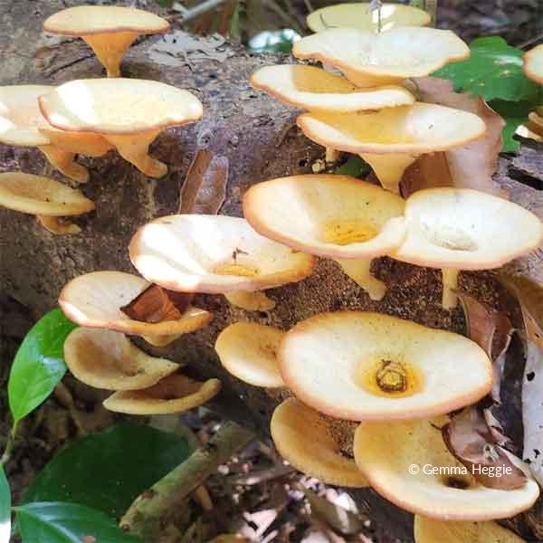 Fungi Daintree Rainforest