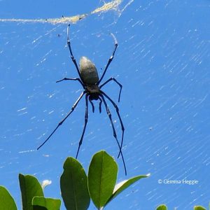 Golden Orb Spider Daintree Rainforest
