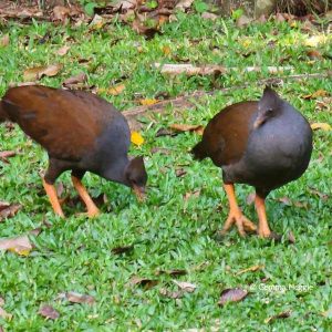 Orange-footed Scrubfowl