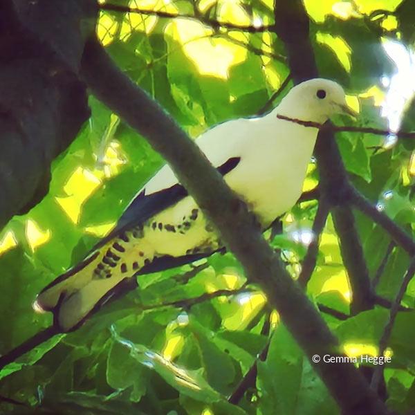 Pied Imperial Pigeon Daintree Rainforest
