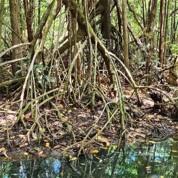 Prop Rooted Mangroves Daintree Rainforest