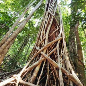 Strangler Fig