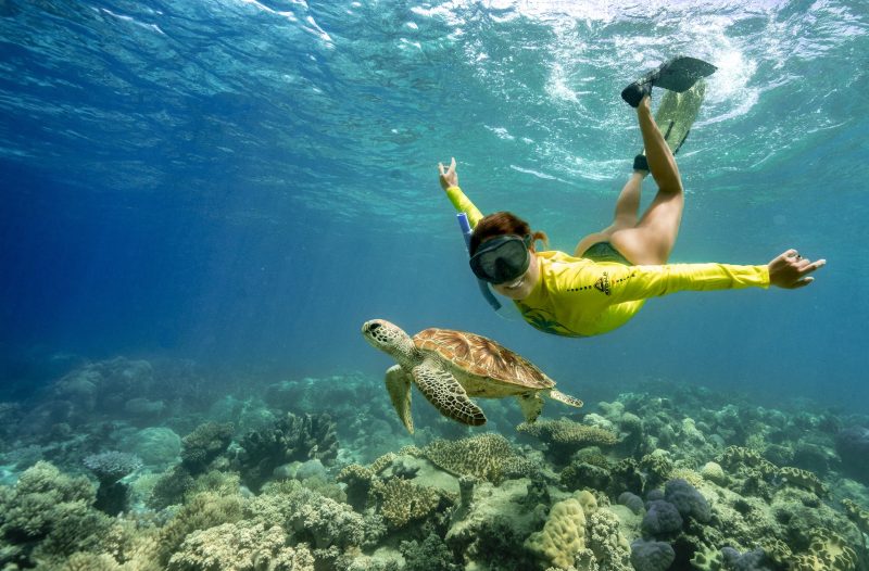 Ocean Safari – Turtle Tripper Adventure