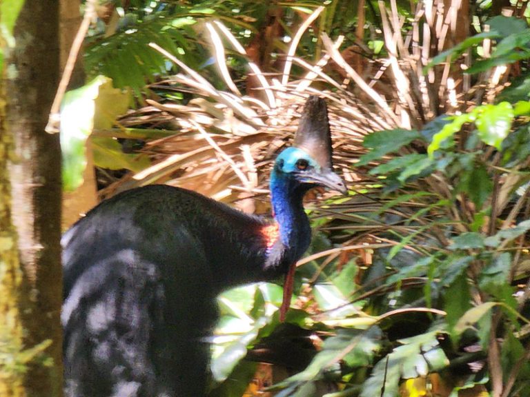 Amazing Facts about the Southern Cassowary » Daintree Coast