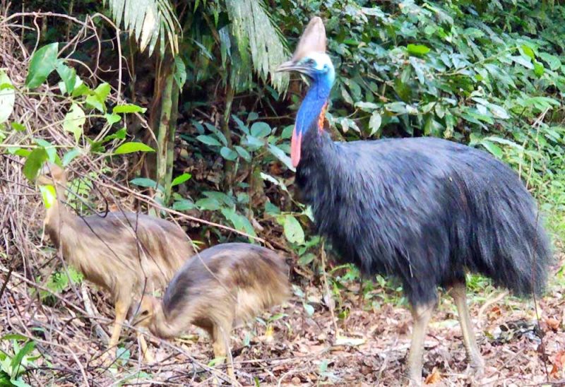 Dangerous plants of the Daintree » Daintree Coast