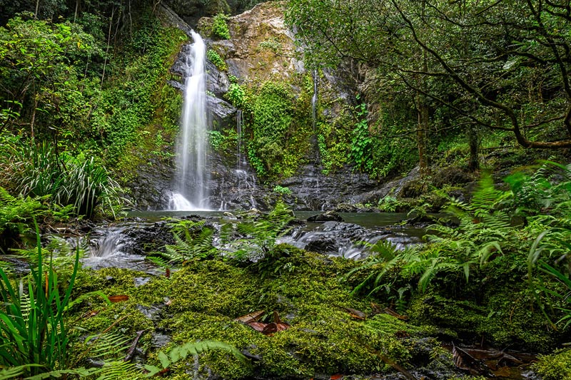 Cassowary Falls Daintree Waterfall Tour
